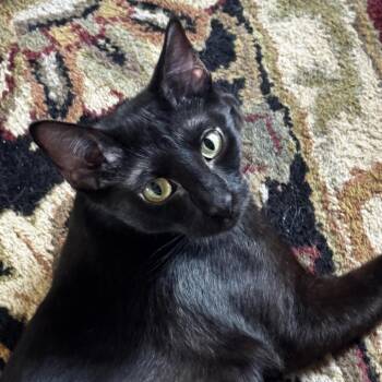 Francine -  Domestic Short Hair Cat for Adoption in Prosper, Texas - Francine | PetCurious