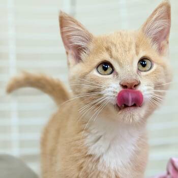 Topaz -  Domestic Short Hair Cat for Adoption in Wakefield, Quebec - Topaz | PetCurious