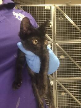 A431533 -  Domestic Short Hair Cat for Adoption in Conroe, Texas - A431533 | PetCurious