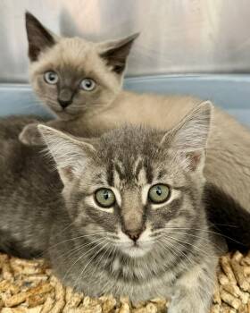 Rosemary -  Siamese Cat for Adoption in Oakland, California - Rosemary | PetCurious