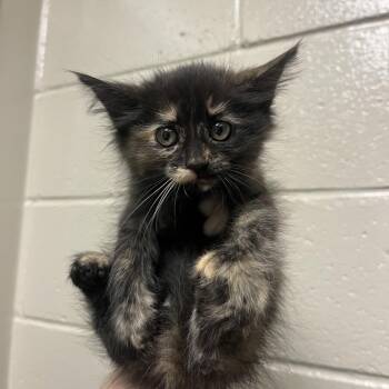 Bubble Bath -  Domestic Medium Hair Cat for Adoption in Reno, Nevada - Bubble Bath | PetCurious