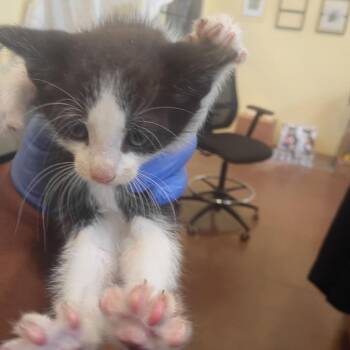 Dimorphos -  Domestic Short Hair Cat for Adoption in Lynchburg, Virginia - Dimorphos | PetCurious