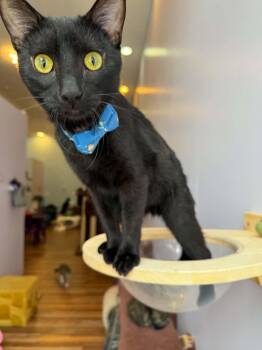 Shadow (cat cafe) -  Domestic Short Hair Cat for Adoption in West Lafayette, Indiana - Shadow (cat Cafe) | PetCurious