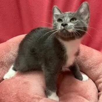 Penne -  Domestic Short Hair Cat for Adoption in Green Valley, Arizona - Penne | PetCurious