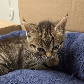 Clove -  Domestic Short Hair Cat for Adoption in Concord, North Carolina - Clove | PetCurious
