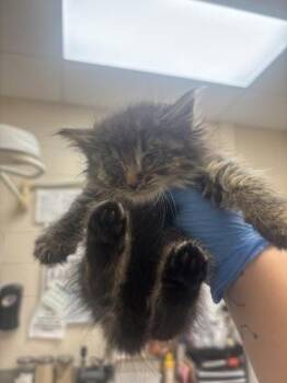 Ragetti -  Domestic Long Hair and Domestic Short Hair Cat for Adoption in Westland, Michigan - Ragetti | PetCurious