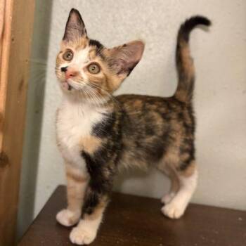 Confetti -  Calico and Domestic Short Hair Cat for Adoption in Knoxville, Tennessee - Confetti | PetCurious