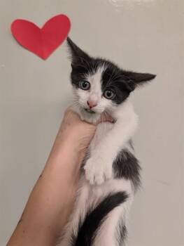 ROWENA - NEEDS A FOSTER -  Domestic Short Hair Cat for Adoption in Ontario, California - ROWENA - NEEDS A FOSTER | PetCurious
