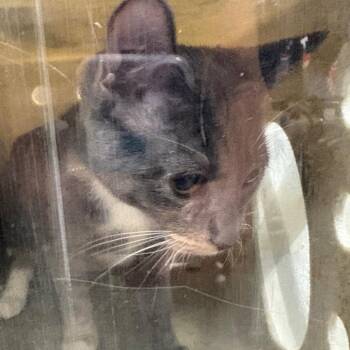 Arcadia -  Domestic Short Hair Cat for Adoption in Philadelphia, Pennsylvania - Arcadia | PetCurious