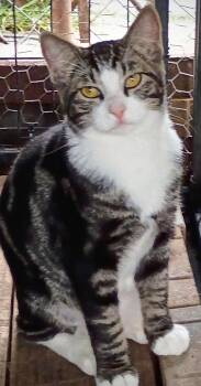 Rescue Domestic Short Hair Cats for Adoption in Manhattan, Kansas - Bruce *Courtesy Post | PetCurious