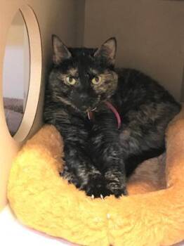 Lucy -  Domestic Short Hair Cat for Adoption in New Hope, Pennsylvania - Lucy | PetCurious