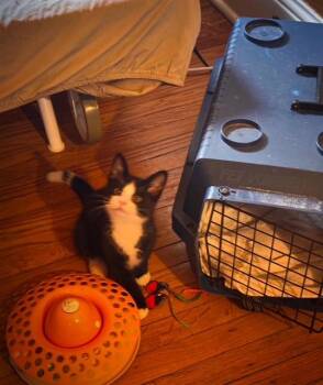 Canmore-Must be adopted with Banff -  Domestic Short Hair Cat for Adoption in Toronto, Ontario - Canmore-Must Be Adopted With Banff | PetCurious