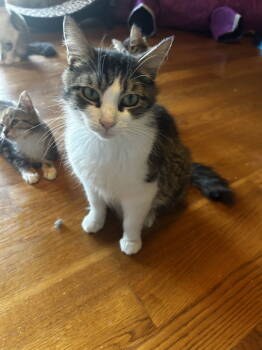 Rescue Maine Coon and Domestic Medium Hair Cats for Adoption in Absecon, New Jersey - Janice | PetCurious
