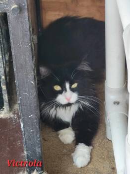 Rescue Maine Coon Cats for Adoption in Tipp City, Ohio - Victrola | PetCurious