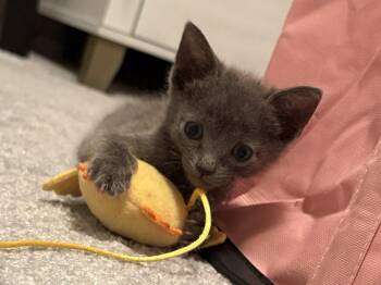Domestic Short Hair Cats Available for Adoption in Rockaway, New Jersey - Selena