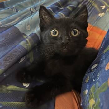 KittySpice -  Domestic Short Hair Cat for Adoption in Klamath Falls, Oregon - KittySpice | PetCurious