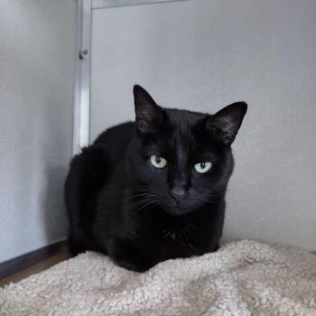 Domestic Short Hair Cats Available for Adoption in Chattanooga, Tennessee - Squawky | PetCurious
