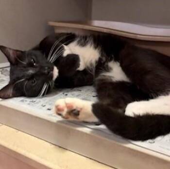Moonwalk -  Domestic Short Hair Cat for Adoption in Mason City, Iowa - Moonwalk | PetCurious