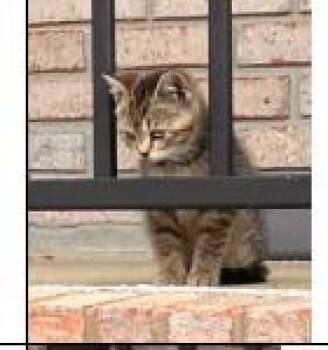 Domestic Short Hair Cats Available for Adoption - Candi