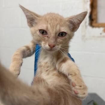 Fauna -  Domestic Short Hair Cat for Adoption in Edinburg, Texas - Fauna | PetCurious