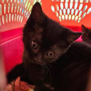 Domestic Short Hair Cats Available for Adoption in Montgomery, Alabama - Persephone | PetCurious