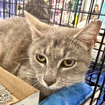 Tabby and Domestic Short Hair Cats Available for Adoption in Knoxville, Tennessee - Alexander | PetCurious