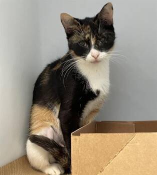 ONIX -  Domestic Short Hair Cat for Adoption in Palmetto, Florida - ONIX | PetCurious