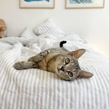 Rescue Domestic Short Hair Cats for Adoption - New York | PetCurious