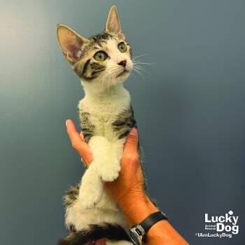 Rory -  Domestic Short Hair Cat for Adoption in Washington, District Of Columbia - Rory | PetCurious