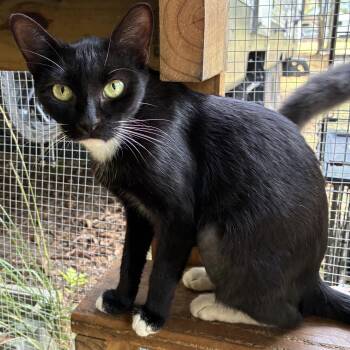 Dolly -  Domestic Short Hair Cat for Adoption in Hartford, Alabama - Dolly | PetCurious