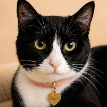 Oliver -  Domestic Short Hair Cat for Adoption in Hannibal, Missouri - Oliver | PetCurious