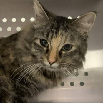 Domestic Long Hair Cats Available for Adoption - Windsor | PetCurious