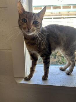 Domestic Short Hair Cats Available for Adoption in Ontario, California - Persephone | PetCurious