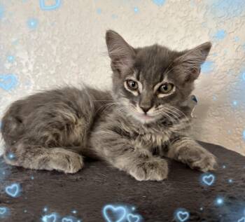 Domestic Medium Hair and Tabby Cats Available for Adoption in Gilbert, Arizona - Louis | PetCurious