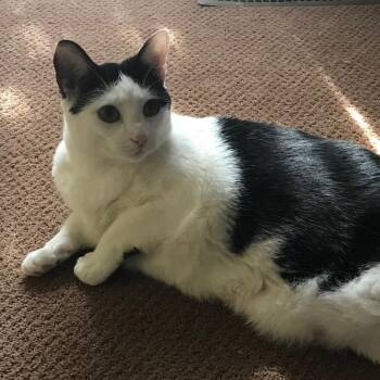 Oreo -  Domestic Short Hair Cat for Adoption in Prescott, Arizona - Oreo | PetCurious