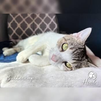 Buttercup -  Domestic Short Hair Cat for Adoption in Youngwood, Pennsylvania - Buttercup | PetCurious