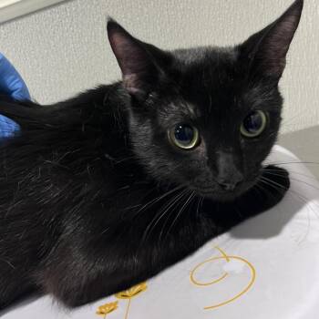 Chip -  Domestic Short Hair Cat for Adoption in Tampa, Florida - Chip | PetCurious
