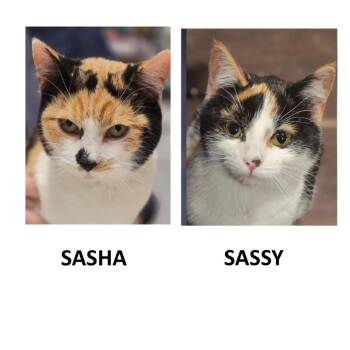 Domestic Short Hair Cats Available for Adoption in Merrifield, Virginia - Sasha Tarkitty (sister Of Sassy) | PetCurious