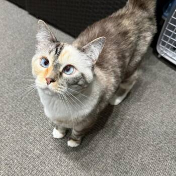 Basil -  Domestic Short Hair Cat for Adoption in Durango, Colorado - Basil | PetCurious