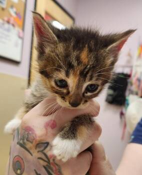 Elaine -  Domestic Short Hair Cat for Adoption in Vancouver, Washington - Elaine | PetCurious