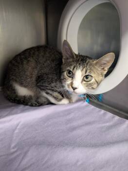 Ginevra -  Domestic Short Hair Cat for Adoption in Plymouth, Connecticut - Ginevra | PetCurious
