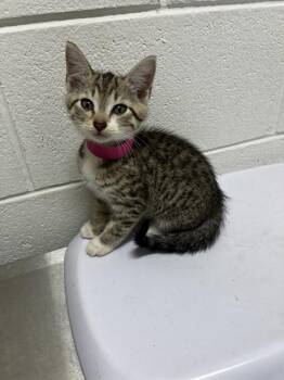 CHERRY -  Domestic Short Hair Cat for Adoption - CHERRY | PetCurious