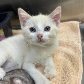 Cutlas -  Domestic Short Hair Cat for Adoption in Walnut Creek, California - Cutlas | PetCurious