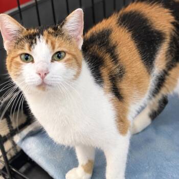 Snickers -  Domestic Short Hair Cat for Adoption in South Elgin, Illinois - Snickers | PetCurious