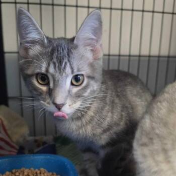Woody -  Domestic Short Hair Cat for Adoption in Davenport, Iowa - Woody | PetCurious