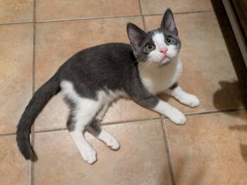 Quintus -  Domestic Short Hair Cat for Adoption in Dallas, Texas - Quintus | PetCurious