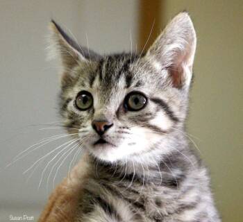 Rescue Domestic Short Hair Cats for Adoption in Bedford, Virginia - Buzz Lightyear | PetCurious