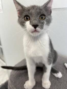 Rocky -  Domestic Short Hair Cat for Adoption in Venice, Florida - Rocky | PetCurious