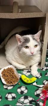 PRINCESS FIONA -  Domestic Short Hair Cat for Adoption in Louisville, Kentucky - PRINCESS FIONA | PetCurious