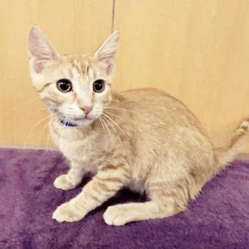 Gambit -  Domestic Short Hair Cat for Adoption in Brentwood, Missouri - Gambit | PetCurious